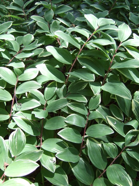 Picture of Polygonatum odoratum 'Variegatum' Variegated Solomon's Seal