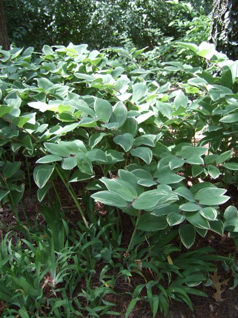 Picture of Polygonatum odoratum 'Variegatum' Variegated Solomon's Seal