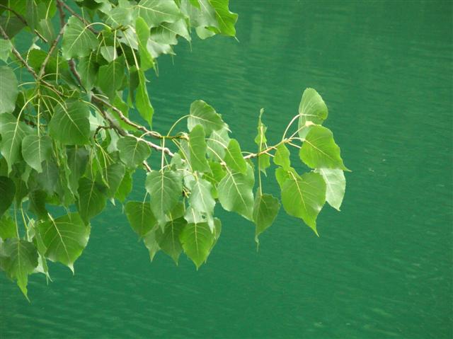 Picture of Populus deltoides  Eastern Cottonwood