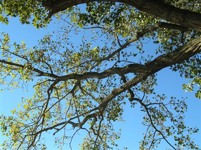 Picture of Populus deltoides  Eastern Cottonwood