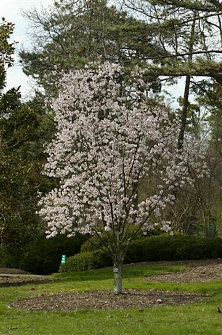 Picture of Prunus sargentii  Sargent Cherry