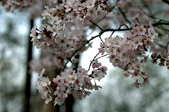 Picture of Prunus sargentii  Sargent Cherry