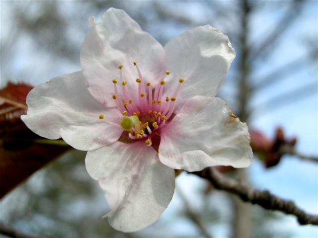 Picture of Prunus sargentii  Sargent Cherry