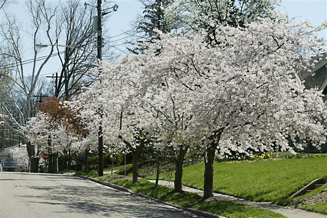 Prunus x yedoensis prunussppeasthillct040409(4)(Small).jpg