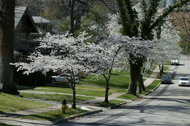 Picture of Prunus x yedoensis  Yoshino Cherry