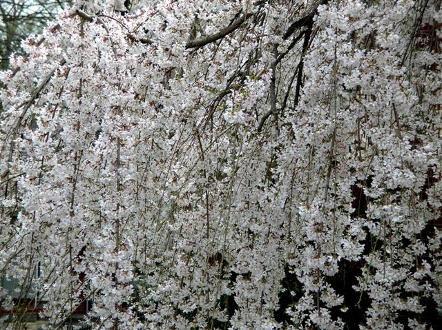 Picture of Prunus subhirtella var. pendula  Weeping Cherry