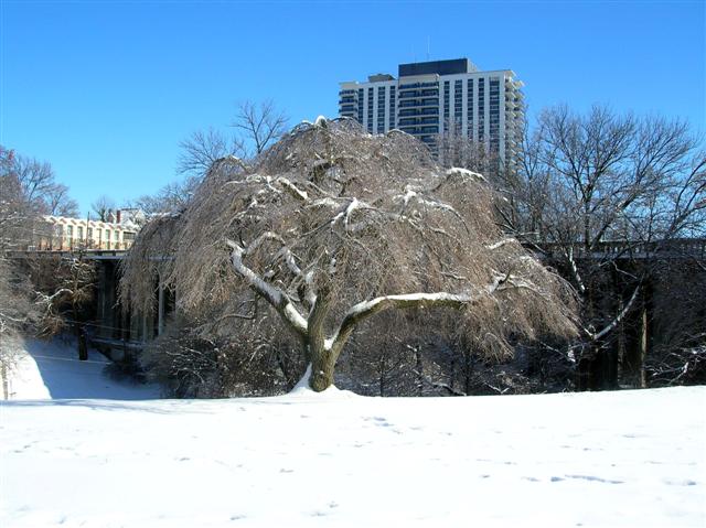 Picture of Prunus subhirtella var. pendula  Weeping Cherry