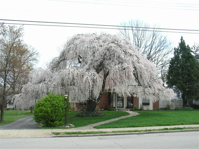 Picture of Prunus subhirtella var. pendula  Weeping Cherry