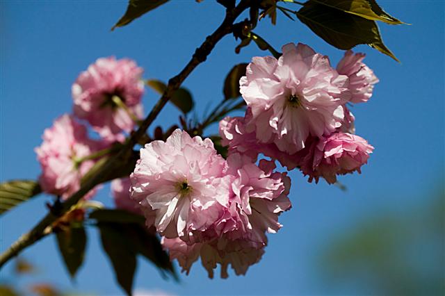 Picture of Prunus serrulata 'Kwanzan' Kwanzan Double Flowering Cherry