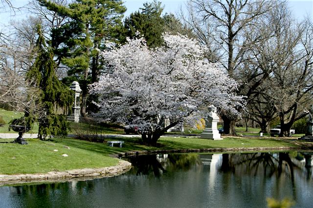 Picture of Prunus x yedoensis  Yoshino Cherry