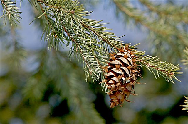 Picture of Pseudotsuga menziesii  Douglasfir