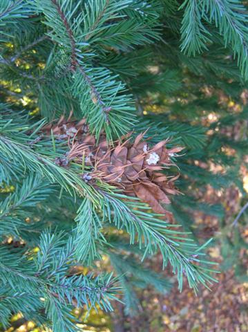 Picture of Pseudotsuga menziesii  Douglasfir