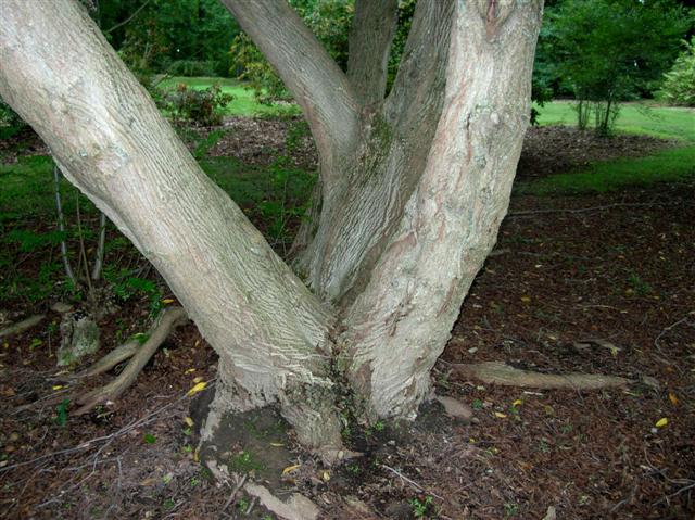 Picture of Pterocarya stenoptera  Wingnut