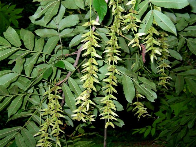 Picture of Pterocarya stenoptera  Wingnut