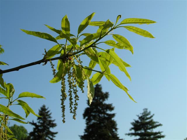 Picture of Quercus acutissima  Sawtooth Oak