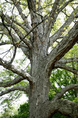 Picture of Quercus alba  White Oak