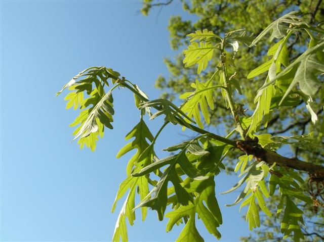Picture of Quercus alba  White Oak