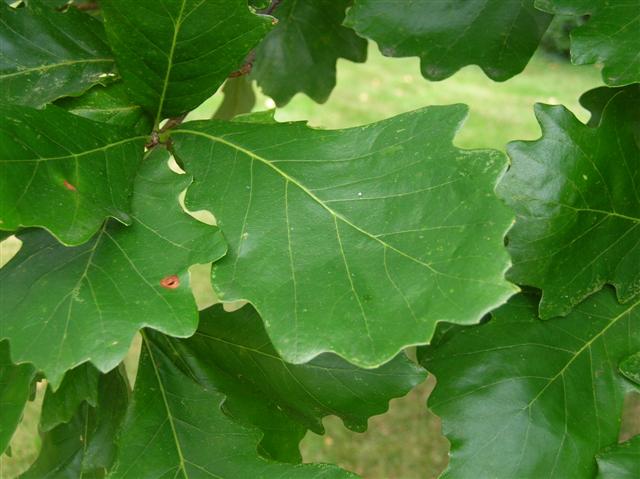 Picture of Quercus bicolor  Swamp White Oak