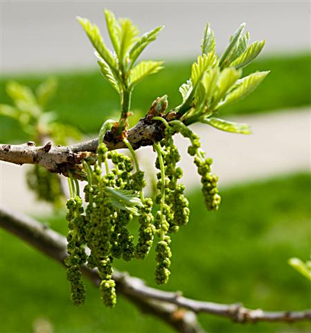 Picture of Quercus bicolor  Swamp White Oak