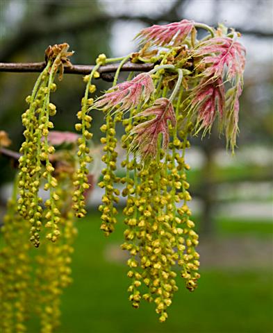 Picture of Quercus coccinea  Scarlet Oak