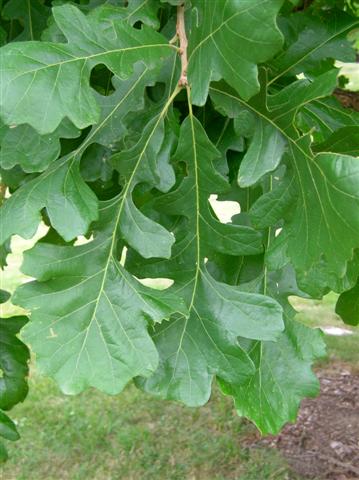 Picture of Quercus macrocarpa  Bur Oak