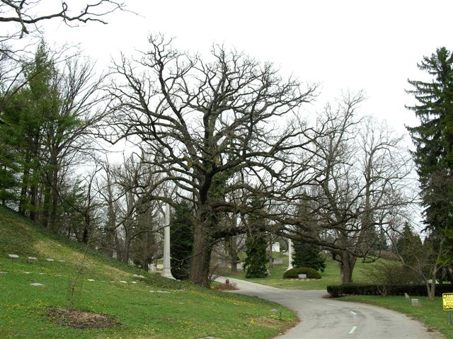 Picture of Quercus macrocarpa  Bur Oak