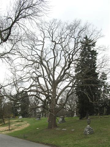 Quercus muehlenbergii quercusmuehlengergii032207(Small).jpg