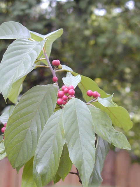 Picture of Rhamnus caroliniana  Carolina Buckthorn