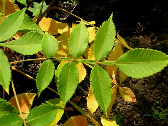 Picture of Rhus chinensis  September Glow Chinese Sumac