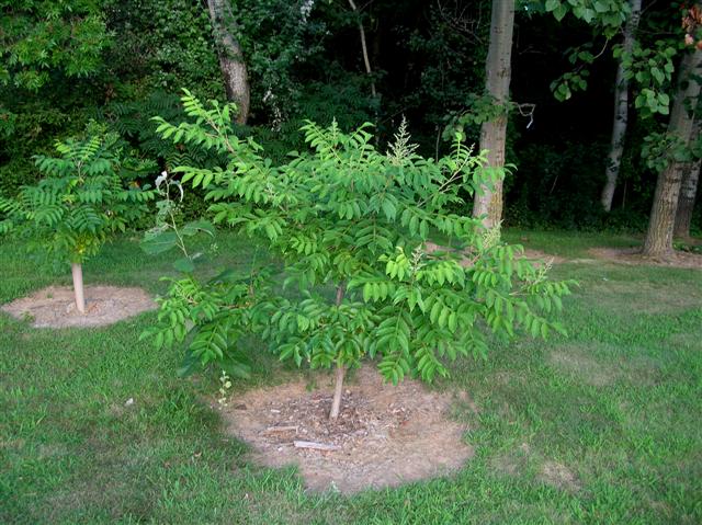 Picture of Rhus chinensis  September Glow Chinese Sumac