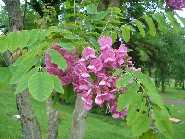 Picture of Robinia pseudoacacia 'Purple Robe' Purple Robe Black Locust