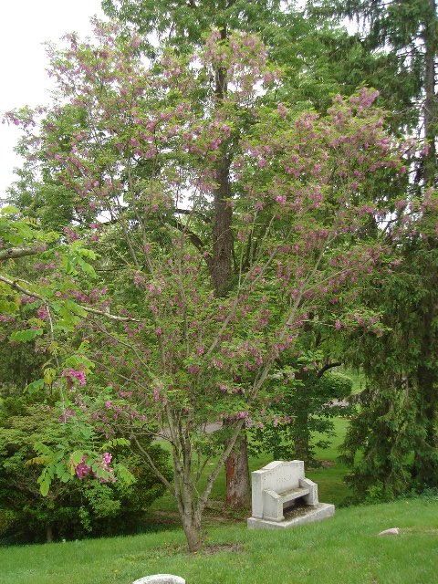 Picture of Robinia pseudoacacia 'Purple Robe' Purple Robe Black Locust