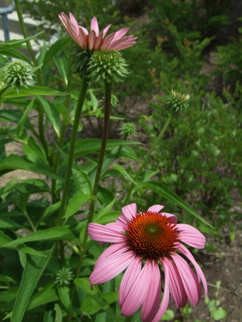 Picture of Echinacea%20purpurea%20'Rubenstern'%20Ruby%20Star%20Coneflower