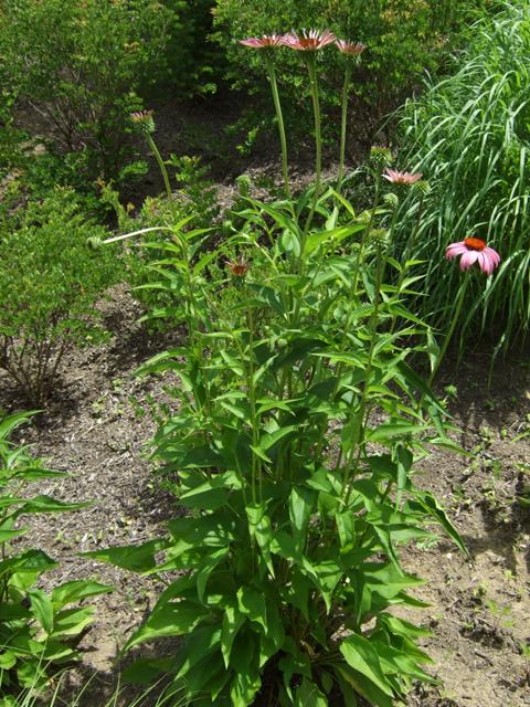 Picture of Echinacea purpurea 'Rubenstern' Ruby Star Coneflower