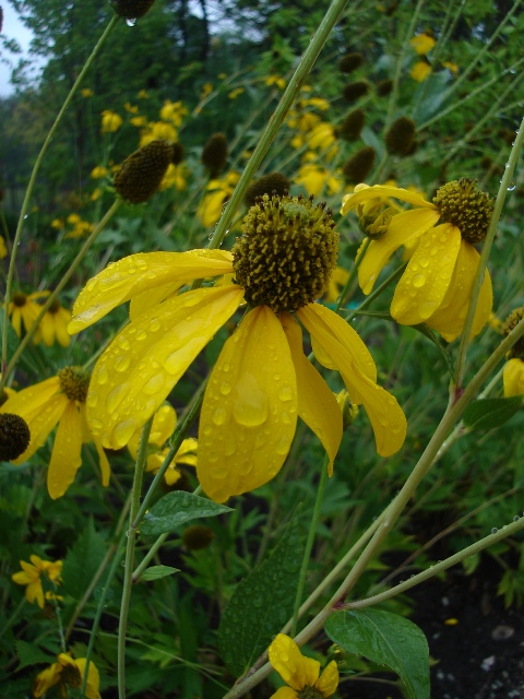 Picture of Rudbeckia nititda 'Autumn Sun' Autumn Sun Coneflower