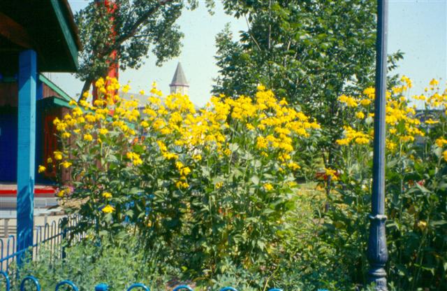 Picture of Rudbeckia nititda 'Autumn Sun' Autumn Sun Coneflower