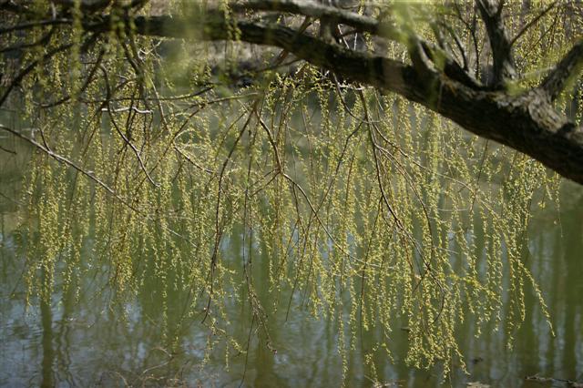 Picture of Salix babylonica  Babylon Weeping Willow