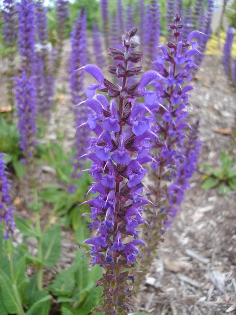 Picture of Salvia nemorosa 'May Night' May Night Salvia