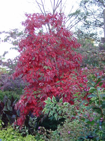 Picture of Sassafras albidum  Common Sassafras