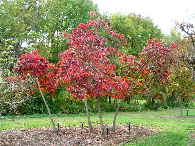 Sassafras albidum sassafrasalbidumbcafallboonecoarboretum.jpg