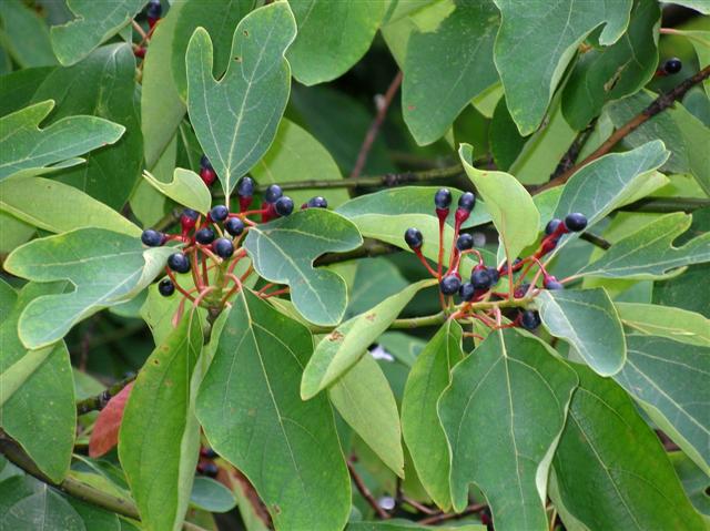 Picture of Sassafras albidum  Common Sassafras