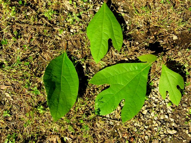 Picture of Sassafras albidum  Common Sassafras