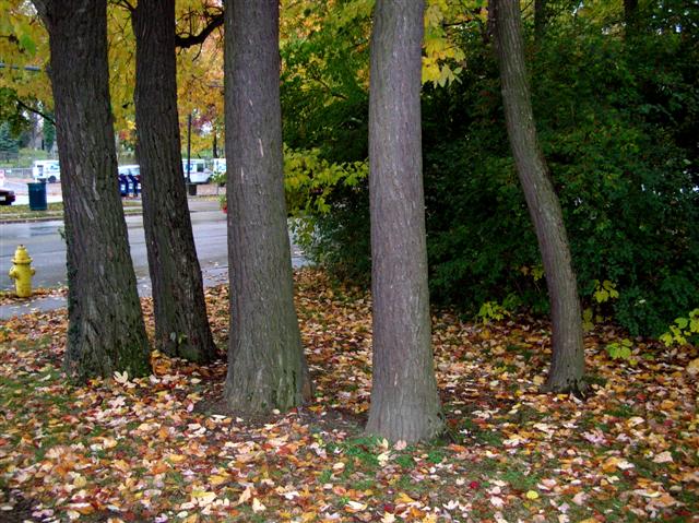 Sassafras albidum sassafrasalbidumtrunksmtwashington.jpg