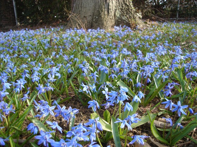 Picture of Scilla siberica  Siberian Squill