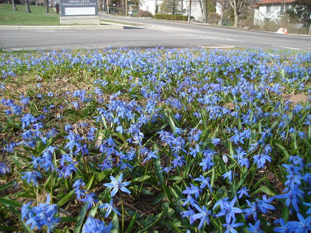 Picture of Scilla siberica  Siberian Squill