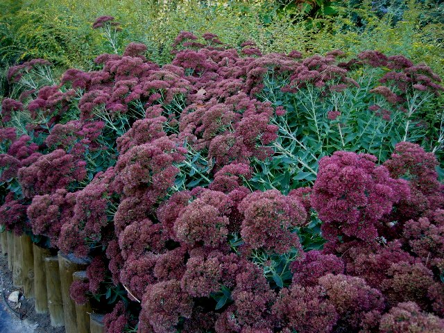 Picture of Sedum telephinum 'Autumn Joy' Autumn Joy Sedum