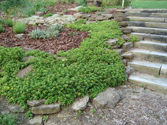 Picture of Sedum kamtschaticum  Kamschatka Stonecrop