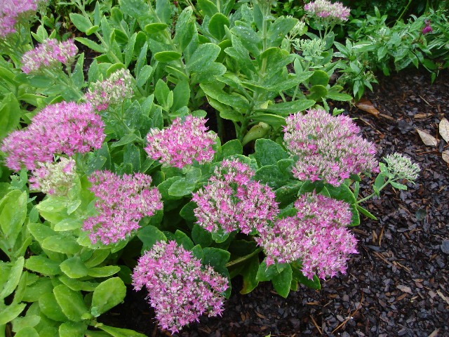 Picture of Sedum spectabile 'Neon' Neon Stonecrop