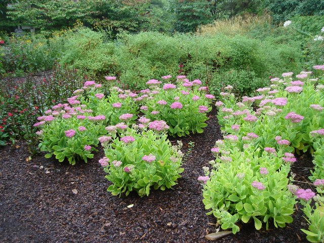 Picture of Sedum spectabile 'Neon' Neon Stonecrop