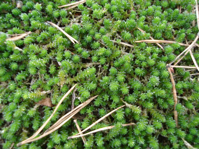 Picture of Sedum%20sexangulare%20%20Watch%20Chain%20Stonecrop